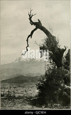 Due bird-amanti in Messico (1905) Foto Stock