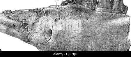 Questo articolo scientifico del 1870 discute la specie di mammiferi fossili Diprotodon australis, un grande marsupiale estinto originario dell'Australia, descrivendo dettagliatamente le sue caratteristiche e il suo significato in paleontologia. Foto Stock