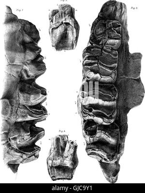 Questo lavoro del 1870 fornisce uno studio dettagliato sul mammifero fossile Diprotodon australis, un marsupiale gigante estinto proveniente dall'Australia, esaminandone le dimensioni, il comportamento e il posto nell'ecosistema preistorico. Foto Stock