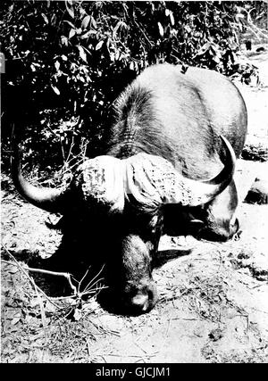 Il paese delle meraviglie del Congo orientale; la regione della neve-incoronato vulcani, dei pigmei, il gorilla gigante e l'okapi (1922) Foto Stock