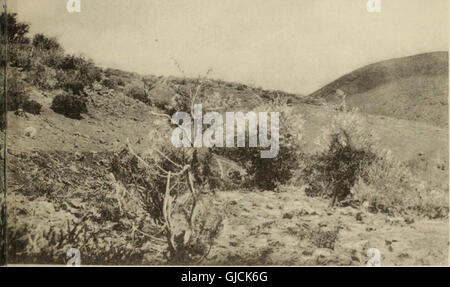 Le isole Canarie - la loro storia e storia naturale e il paesaggio - un account di un ornitologo il campeggio escursioni nell'arcipelago (1922) Foto Stock