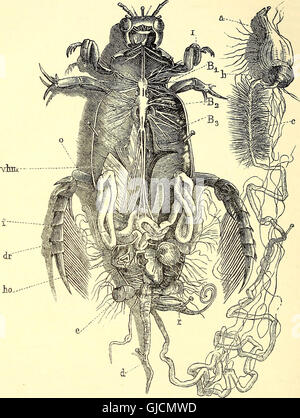 Coleoptera - introduzione generale e Cicindelidae e Paussidae (1912)