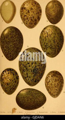 Pubblicato nel 1870, questo lavoro fornisce descrizioni dettagliate delle uova e dei nidi di varie specie di uccelli britannici. Esplora le abitudini di nidificazione, le caratteristiche delle uova e i modelli di riproduzione degli uccelli nativi in Gran Bretagna. Foto Stock
