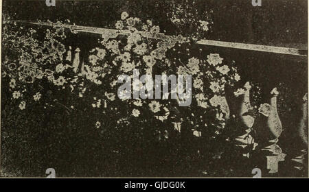 Catalogo di hardy perenni arbusti, vigne, rose, piante siepe alberi sempreverdi piccoli frutti e radici da giardino con illustrazioni e commenti - n. 1 (1911) Foto Stock