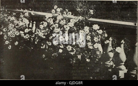 Catalogo di hardy perenni arbusti, vigne, rose, piante siepe alberi sempreverdi piccoli frutti e radici da giardino con illustrazioni e commenti - n. 1 (1910) Foto Stock