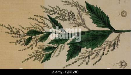 Ufficiale del Philadelphia College of Pharmacy (1834) Foto Stock