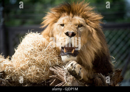 Dvur Kralove, Repubblica Ceca. 13 Ago, 2016. Leoni berberi Bart e Napoleone celebrano il loro quarto compleanno in un involucro esterno in zoo Dvur Kralove, Repubblica ceca, 13 agosto 2016. © Josef Vostarek/CTK foto/Alamy Live News Foto Stock