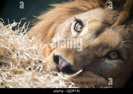 Dvur Kralove, Repubblica Ceca. 13 Ago, 2016. Leoni berberi Bart e Napoleone celebrano il loro quarto compleanno in un involucro esterno in zoo Dvur Kralove, Repubblica ceca, 13 agosto 2016. © Josef Vostarek/CTK foto/Alamy Live News Foto Stock