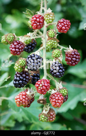 Primo piano immagine di ripe, maturazione, e immaturo more Foto Stock