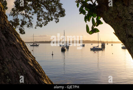 Guardando attraverso la alberi Pohutukawa sulla baia e le barche al tramonto. Russell, Baia delle Isole, Nuova Zelanda, NZ. Foto Stock