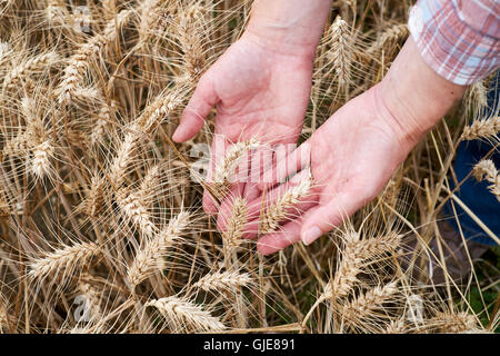 Mani femminili ispezione mature spighe di grano prima della raccolta, UK. Foto Stock