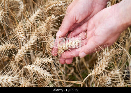 Mani femminili ispezione mature spighe di grano prima della raccolta, UK. Foto Stock