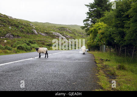 Pecore al pascolo su strada a connemara in Irlanda Foto Stock