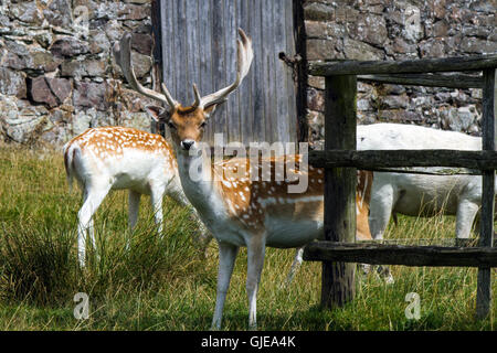 Deer cercando la telecamera in un paese di lingua inglese park Foto Stock