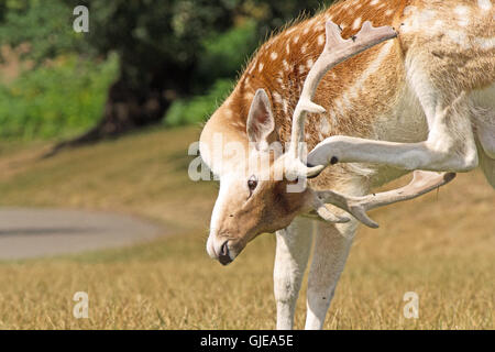 Deer casualmente a graffiare la testa in un paese di lingua inglese Park Foto Stock