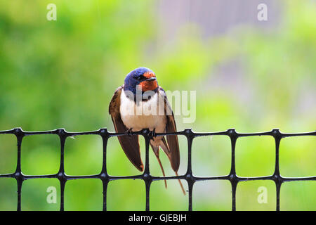 Swallow su di una griglia in plastica Foto Stock