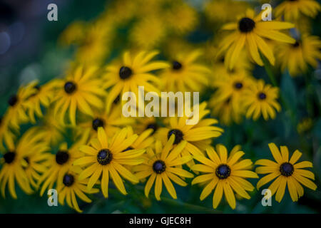 Mazzetto di giallo Rudbeckia hirta fiori black-eyed brown-eyed Susan brown betty gloriosa daisy golden Gerusalemme bull's eye Foto Stock