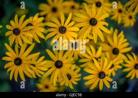 Mazzetto di giallo Rudbeckia hirta fiori black-eyed brown-eyed Susan brown betty gloriosa daisy golden Gerusalemme bull's eye Foto Stock