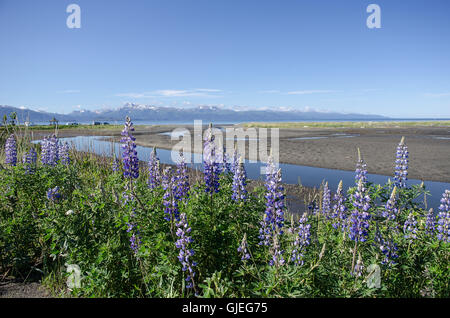 Molla in Alaska porta grappoli di lupini tutti lungo il litorale di Kachemak Bay in Alaska di Omero Foto Stock