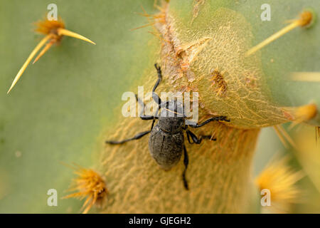 Il Cactus di lungo-cornuto beetle (Moneilema spp.), Rio Grande città, Texas, Stati Uniti d'America Foto Stock