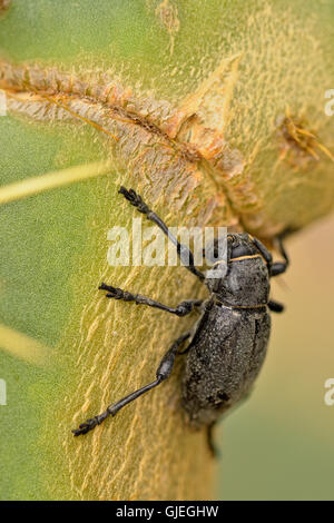 Il Cactus di lungo-cornuto beetle (Moneilema spp.), Rio Grande città, Texas, Stati Uniti d'America Foto Stock