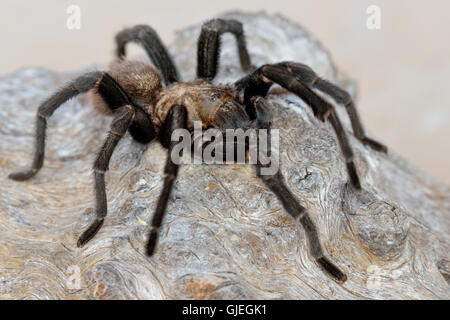 Texas Brown tarantula (Aphonopelma hentzi), Rio Grande città, Texas, Stati Uniti d'America Foto Stock