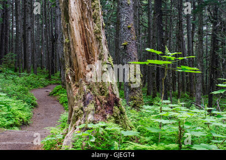 Il vincitore Creek Trail in Girdwood Alaska si snoda attraverso un favoloso sub-foresta pluviale tropicale. Un devil's club cattura la luce ne Foto Stock