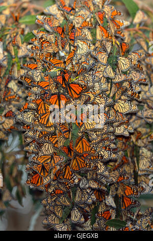 La Monarch (Danaus plexippus) colonia invernale sono ' appollaiati in eucalipto, Pismo Beach State Park, California, Stati Uniti d'America Foto Stock