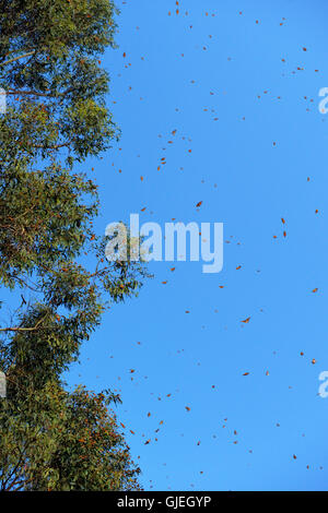 La Monarch (Danaus plexippus) colonia invernale sono ' appollaiati in eucalipto, Pismo Beach State Park, California, Stati Uniti d'America Foto Stock