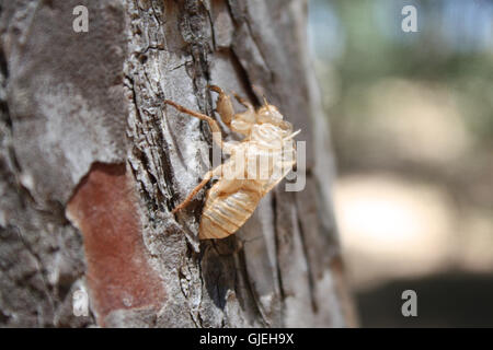 Balsamo-Cricket's esuvia sulla corteccia di albero. Foto Stock
