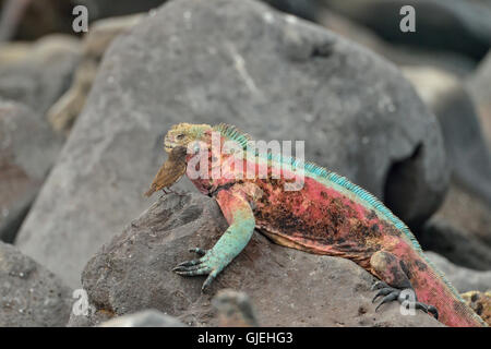 Iguana marina (Amblyrhynchus cristatus), Isole Galapagos National Park, Espanola (il cofano) Isola, Punta Suarez, Ecuador Foto Stock