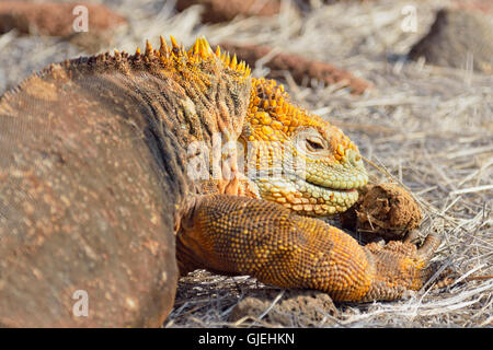 Terra Galapagos iguana (Conolophus subcristatus), Isole Galapagos National Park, Nord Seymore è., Ecuador Foto Stock