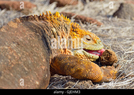 Terra Galapagos iguana (Conolophus subcristatus), Isole Galapagos National Park, Nord Seymore è., Ecuador Foto Stock