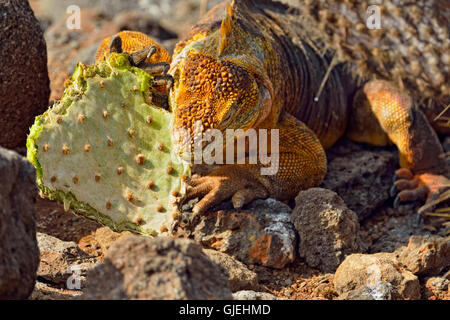 Terra Galapagos iguana (Conolophus subcristatus), Isole Galapagos National Park, Nord Seymore è., Ecuador Foto Stock