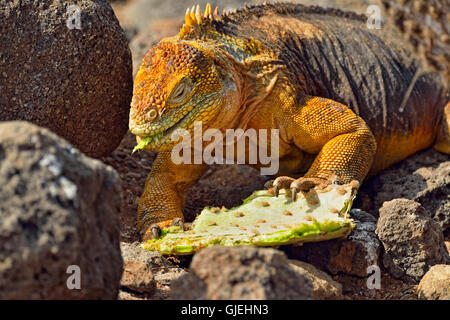 Terra Galapagos iguana (Conolophus subcristatus), Isole Galapagos National Park, Nord Seymore è., Ecuador Foto Stock