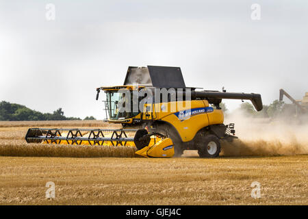 Tarleton, UK. 15 Agosto, 2016. Regno Unito Meteo. New Holland CR8.90 Mietitrebbia. La raccolta di frumento, raccolto, agricoltura, campo natura, ritagliare, agriturismo, rurale, grano, cibo, estate, vegetali, cereali, giallo, polveroso, condizioni di tempo asciutto, agricoltura, segala, paesaggio, paglia, campagna, sky, Golden, stagione di raccolta nelle zone rurali del Lancashire, Regno Unito Foto Stock