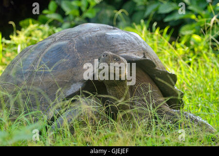 La tartaruga gigante (Geochelone elephantopus) foraggio, Isole Galapagos National Park, Isola di Santa Cruz, Ecuador Foto Stock