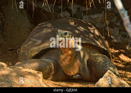 La tartaruga gigante (Geochelone elephantopus) Captive "pepe", Galapagos è. NP Visitor Center, Puerto Baquerizo Moreno, Ecuador Foto Stock