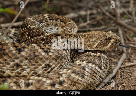 Western diamondback rattlesnake (Crotalus atrox), Rio Grande città, Texas, Stati Uniti d'America Foto Stock