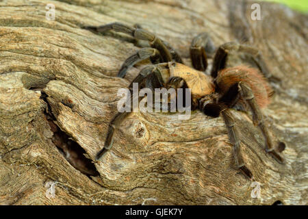 Texas Brown tarantula (Aphonopelma hentzi), Rio Grande città, Texas, Stati Uniti d'America Foto Stock