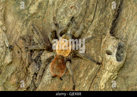 Texas Brown tarantula (Aphonopelma hentzi), Rio Grande città, Texas, Stati Uniti d'America Foto Stock