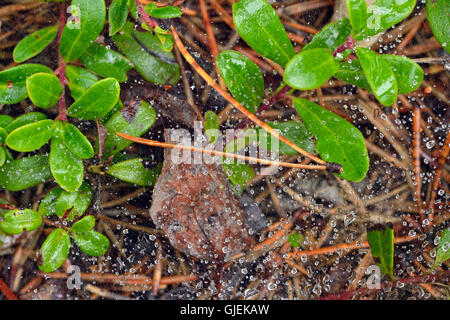 Jack bosco di pino sottobosco con gocce di pioggia sulla ragnatele, Queen Elizabeth parco territoriale, Fort Smith, Canada Foto Stock