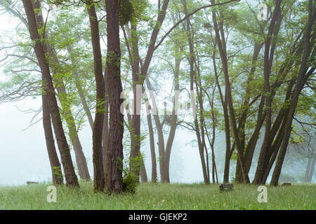 In panchina nel parco la mattina presto. Alberi coperti di nebbia di mattina Foto Stock