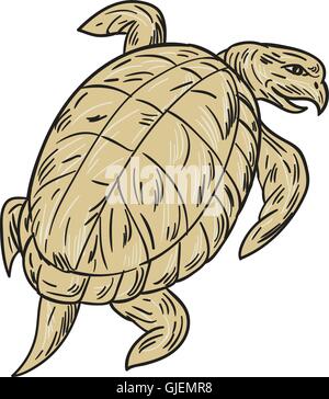 Schizzo di disegno illustrazione dello stile di ridley turtle visto dalla parte posteriore impostato su isolato sullo sfondo bianco. Illustrazione Vettoriale