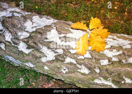 Sul tronco segato della frusta bianco giallo sono caduto foglie di quercia. Foto Stock