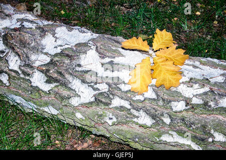 Sul tronco segato della frusta bianco giallo sono caduto foglie di quercia. Foto Stock