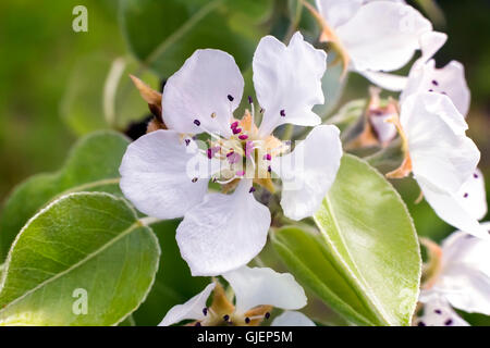 Il ramo di pere con un gran numero di bianco-rosa fiori e boccioli in un giardino verde in primavera. Foto Stock