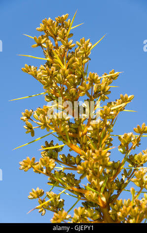 Wild spagnolo erba, stazione di muso, Clarence River, Isola del Sud, Nuova Zelanda Foto Stock