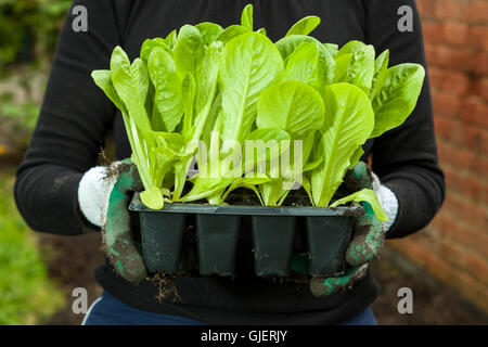 Giovani piante di lattuga in un vassoio pronto per piantare in un giardino o un riparto. Inghilterra, Regno Unito Foto Stock