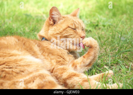 Lo zenzero Cat toelettatura stesso leccare paw artigli in giardino Foto Stock